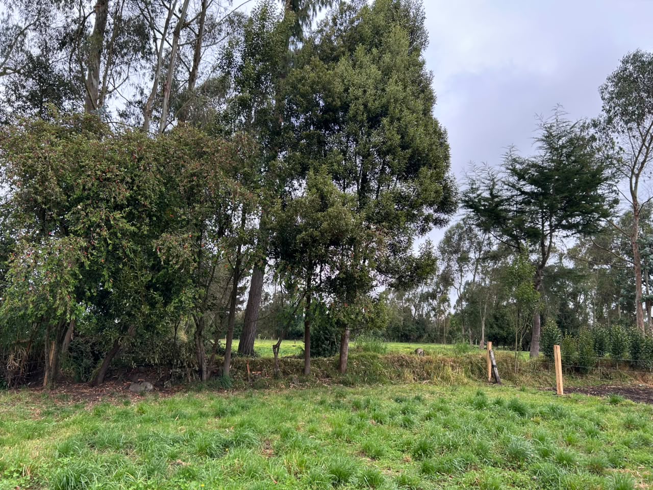 LOTE GUAN PANGATA
