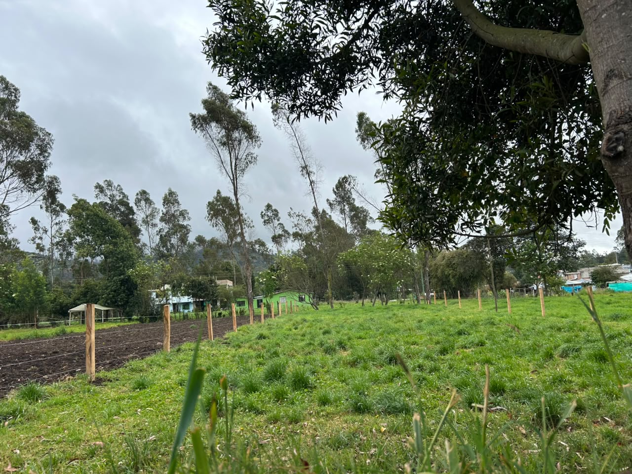 LOTE GUAN PANGATA