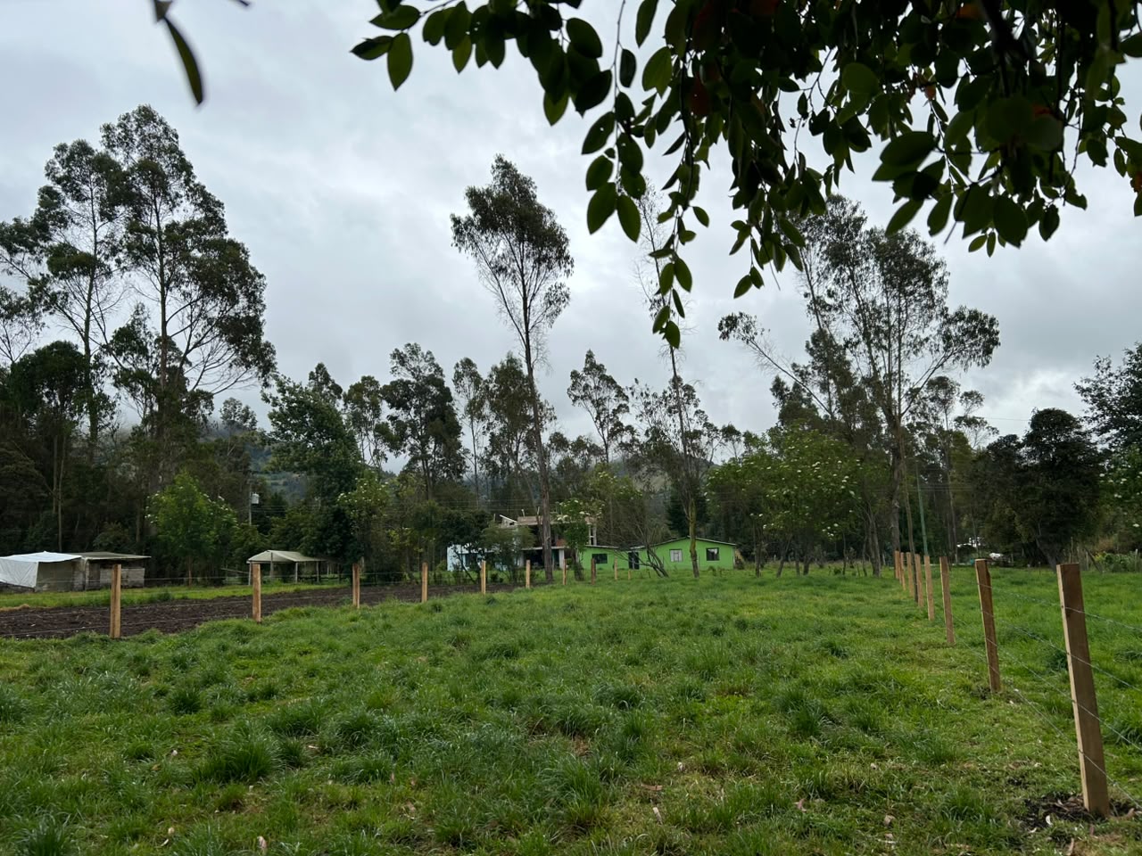 LOTE GUAN PANGATA