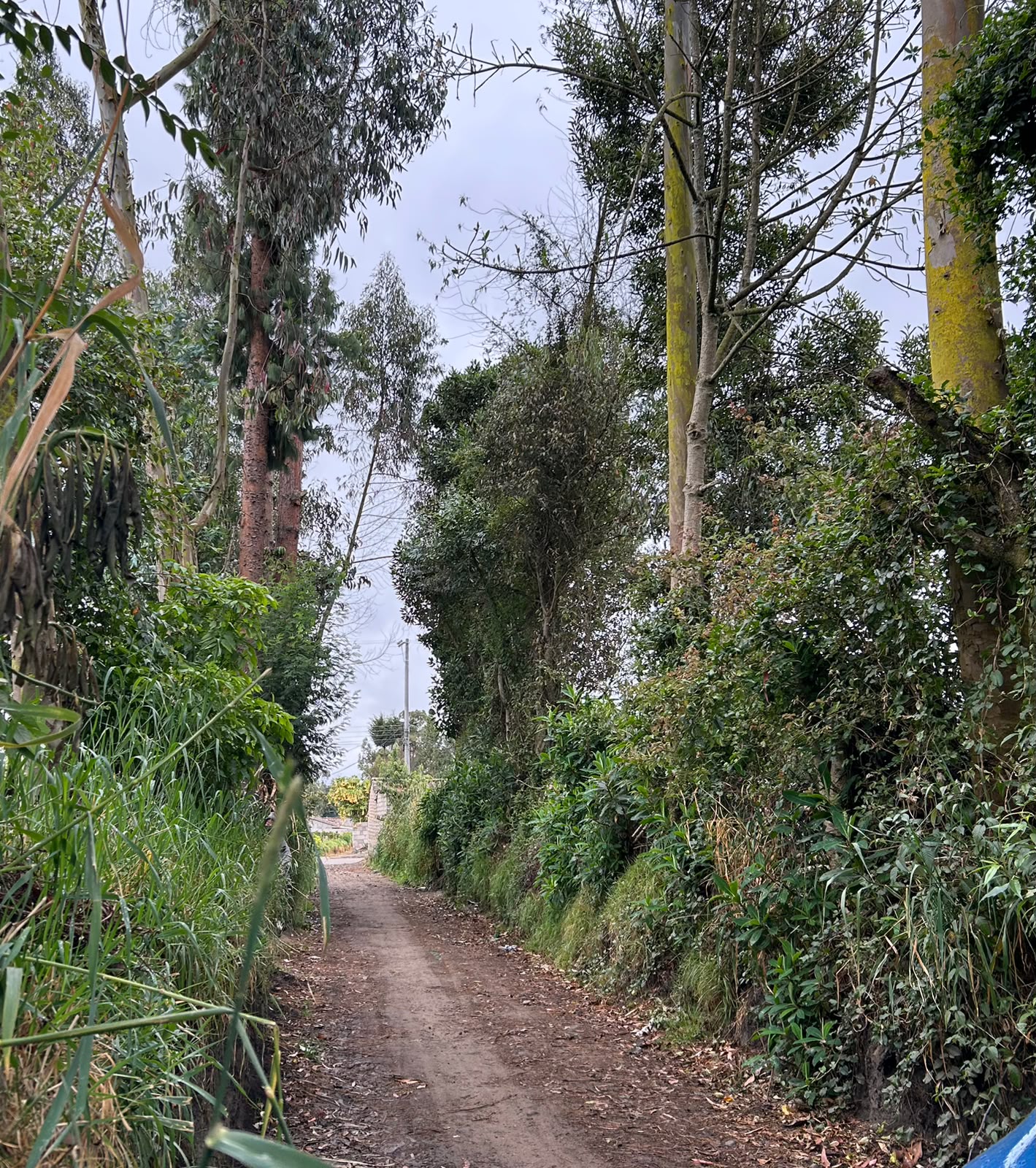 LOTE GUAN PANGATA