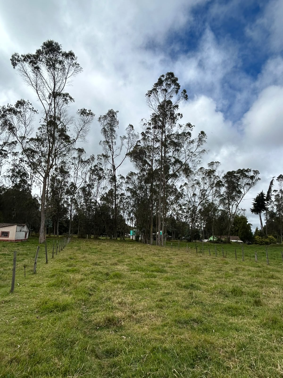 LOTE GUAN CANTERIA