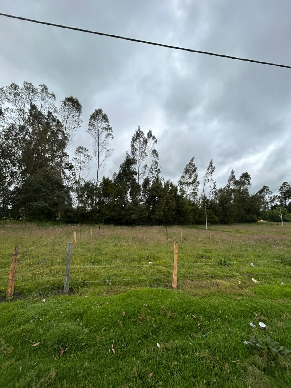 LOTE GUAN CANTERIA