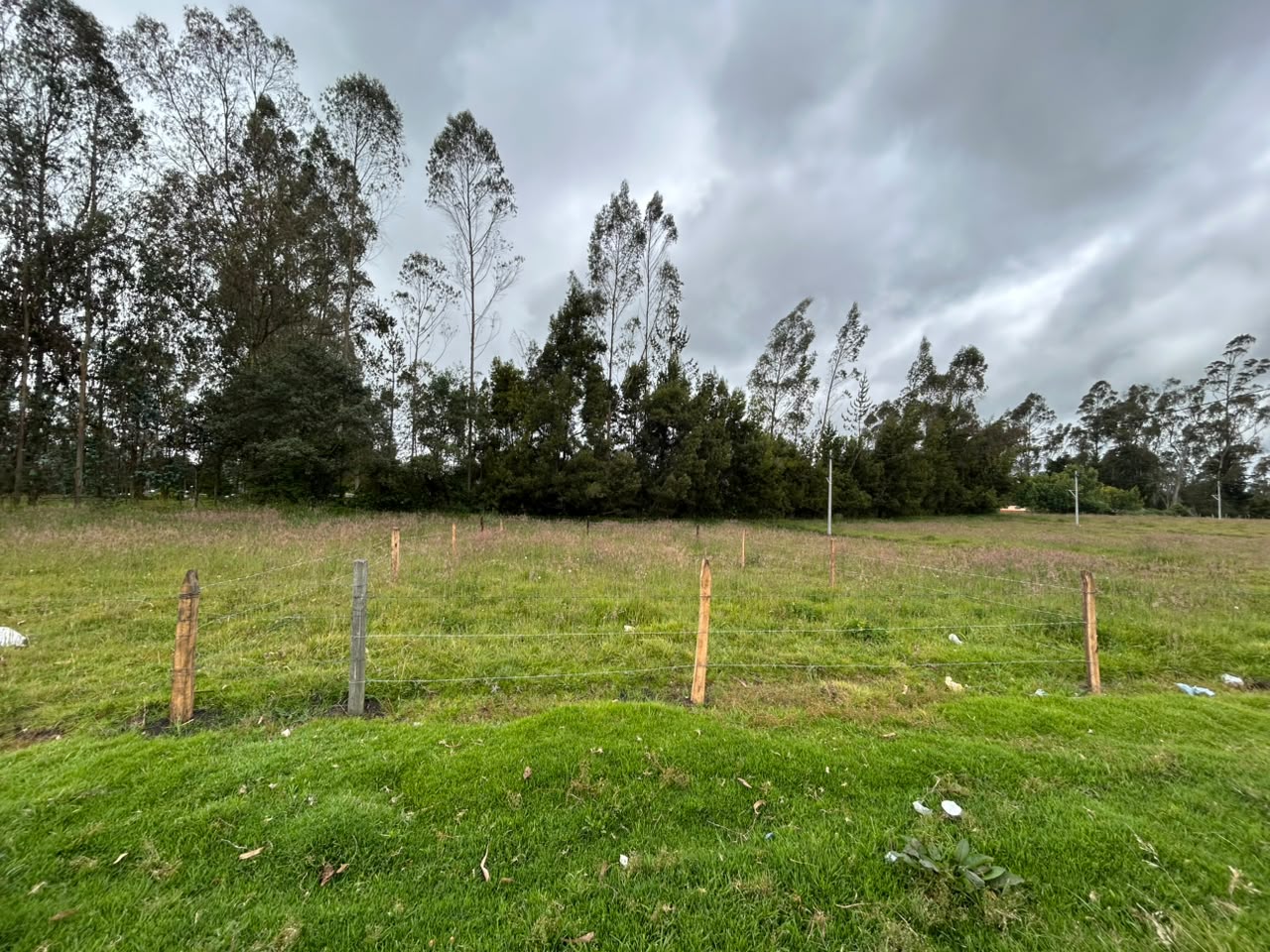 LOTE GUAN CANTERIA